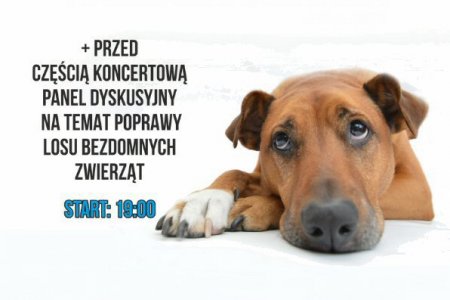 Hungry Dog Fest - koncert na rzecz psów ze schron