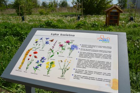 20 maja – Światowy Dzień Pszczół